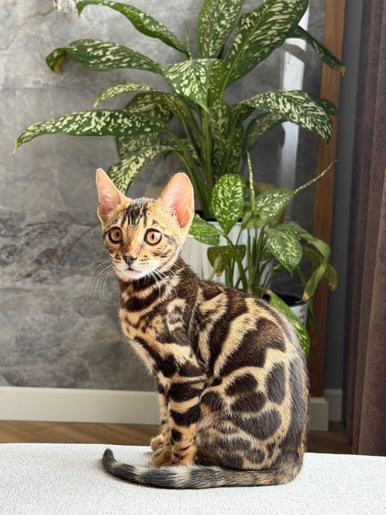 Продается Бингальская кошка — 2