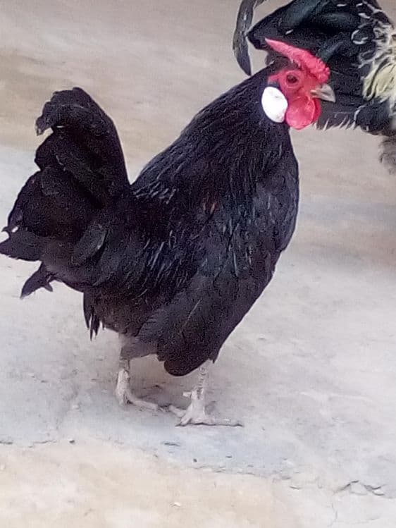 Тоза пародали енди 1 ёшарга тулди — 1