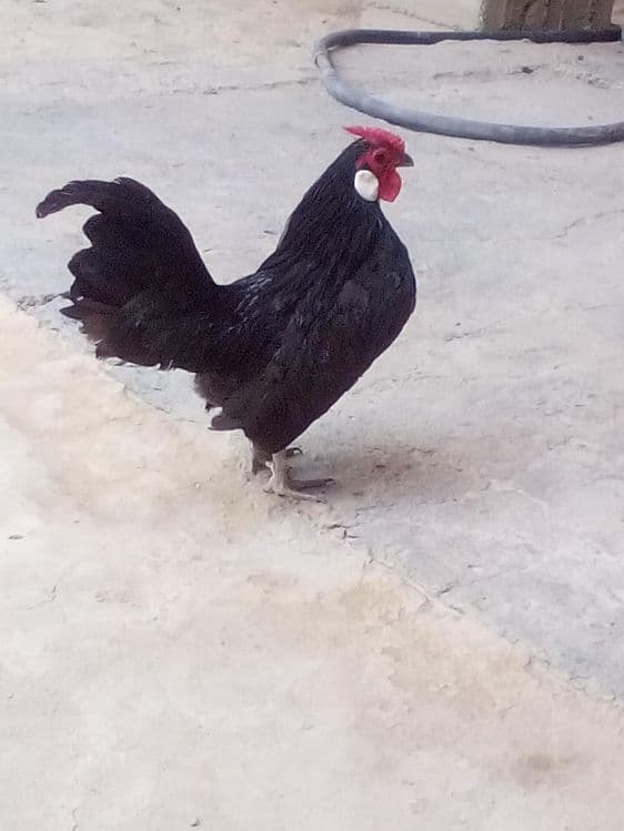 Тоза пародали енди 1 ёшарга тулди — 3