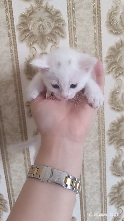 Продаются котята — 1