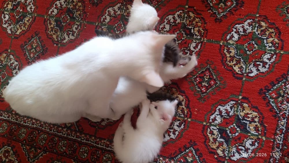 Продаются котята — 2