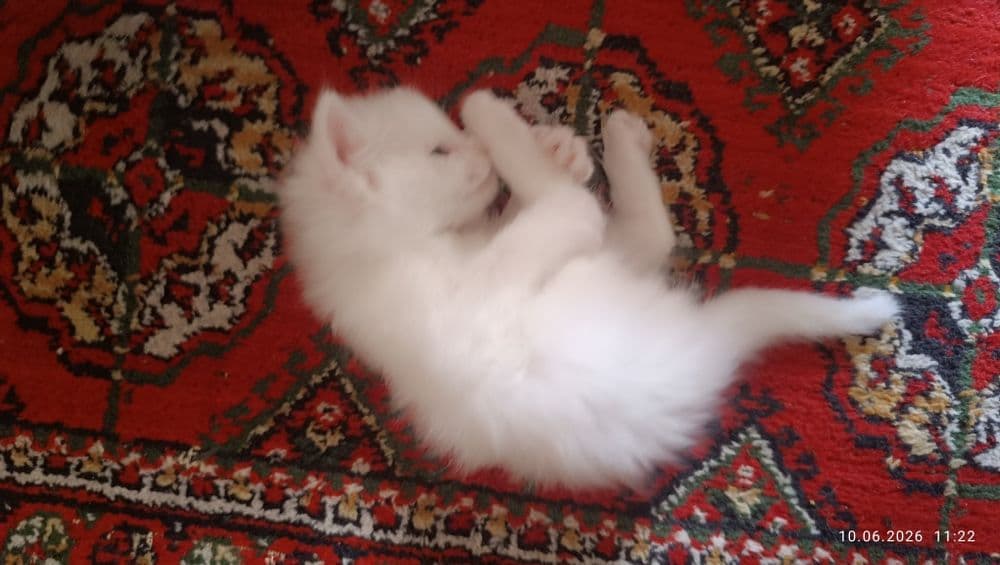 Продаются котята — 3