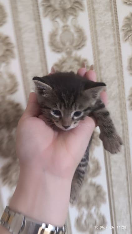 Продаются котята — 4