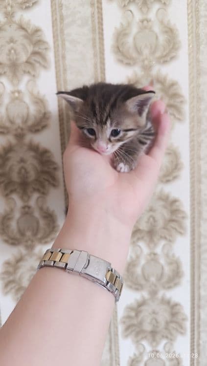 Продаются котята — 5