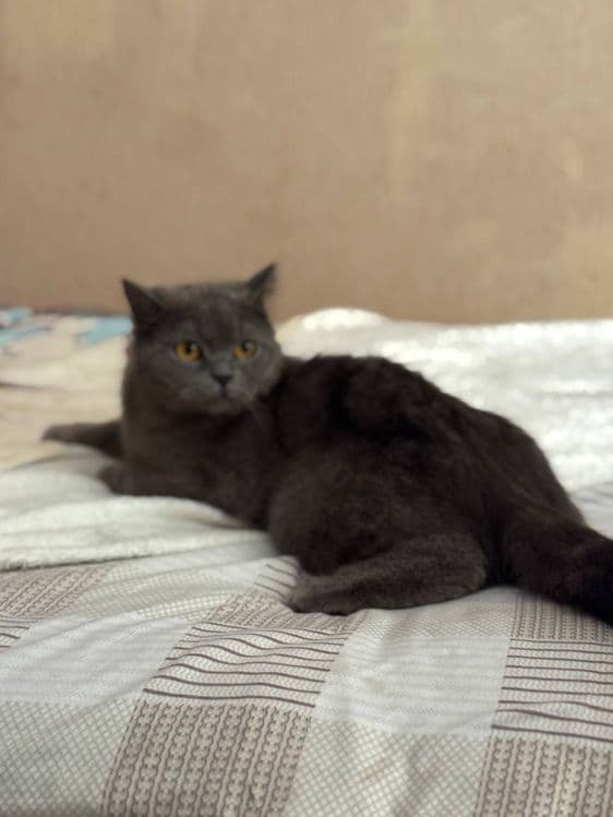 Кошка британская прямоухая — 6