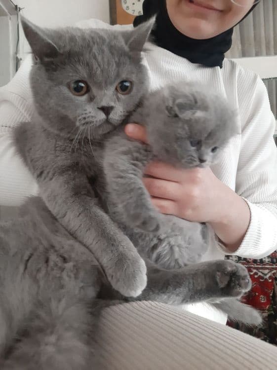 Скот ш фолт и страет — 2