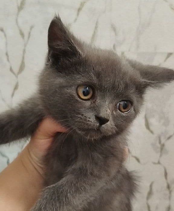 Продам скоттиш страйт мальчик и девочка — 1