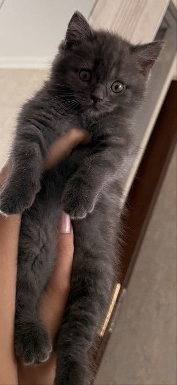 Продается котенок Скоттиш Страйт породы — 2