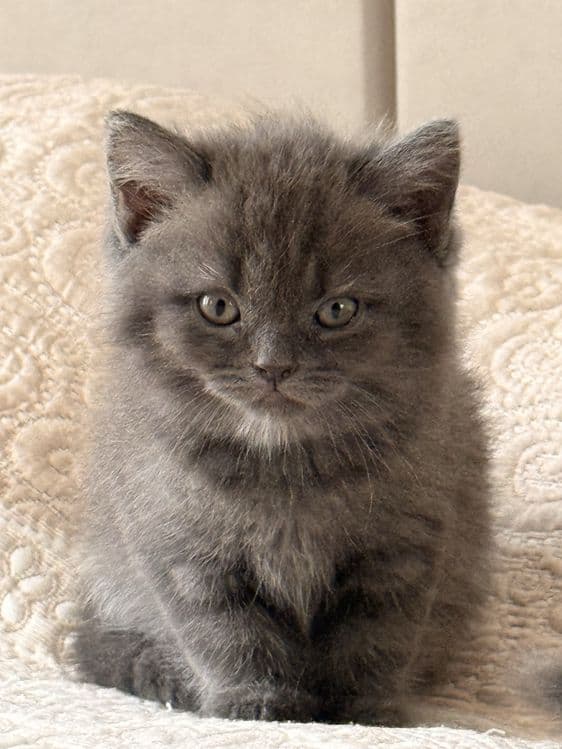 Продается котенок Скоттиш Страйт породы — 3