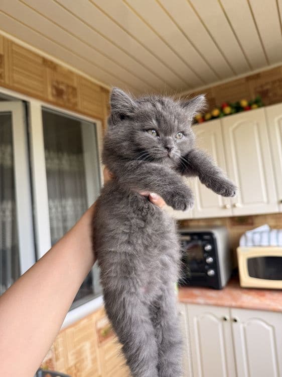 Продается котенок Скоттиш Страйт породы — 4