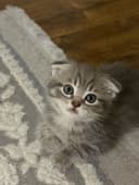 Продаются Котята Шиншилла