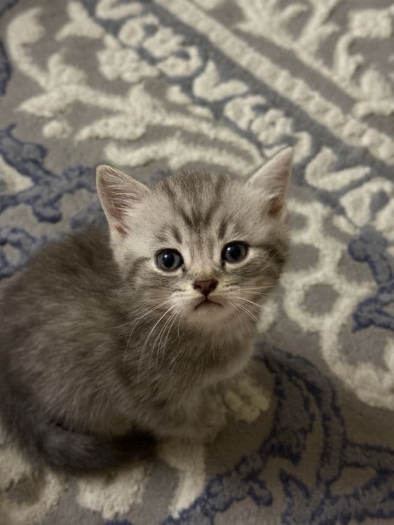 Продаются Котята Шиншилла — 3