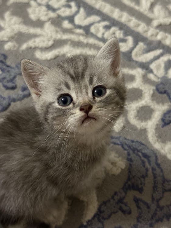 Продаются Котята Шиншилла — 4