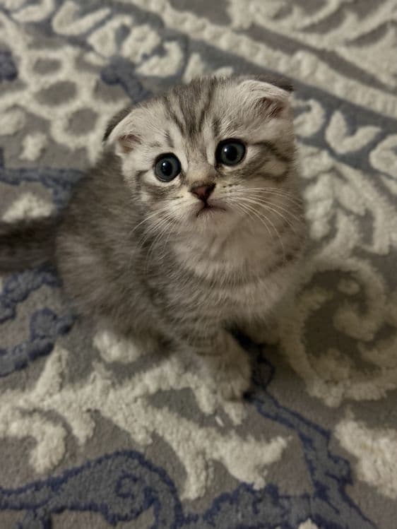 Продаются Котята Шиншилла — 5