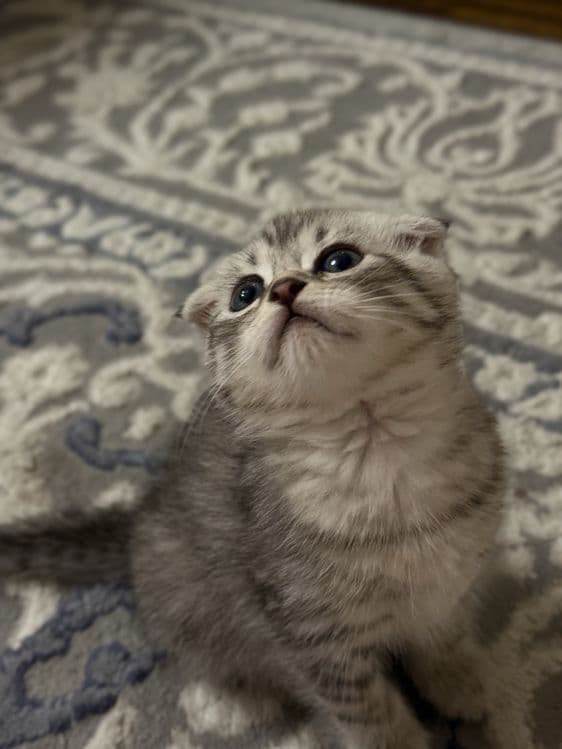 Продаются Котята Шиншилла — 6
