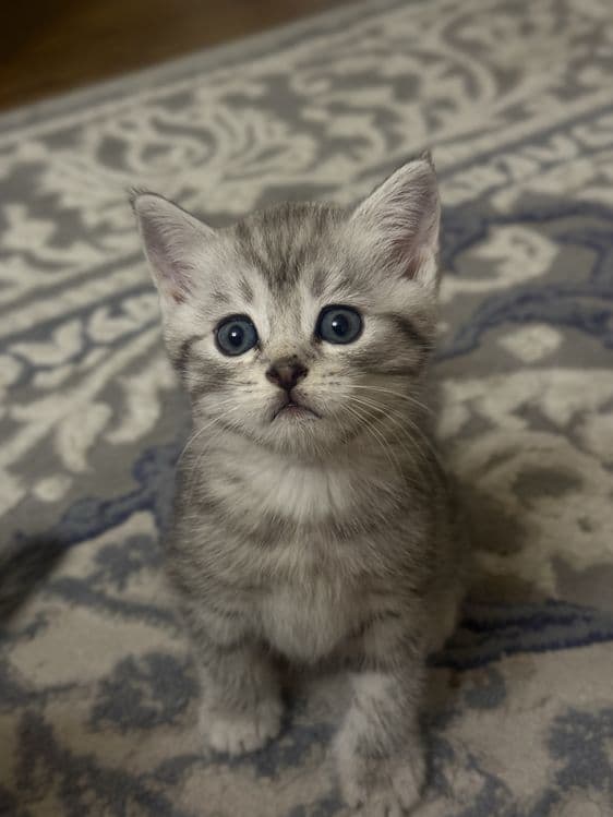 Продаются Котята Шиншилла — 7