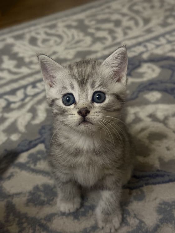 Продаются Котята Шиншилла — 8