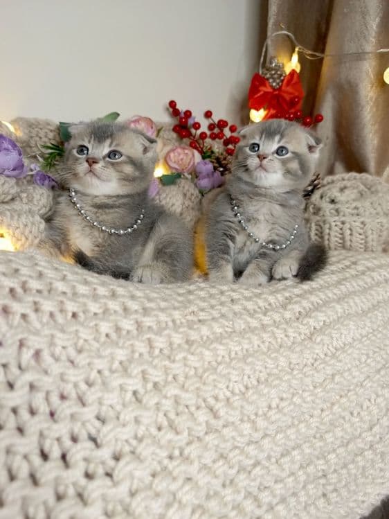 Скотиш фолд мальчики окрас голубая шиншила — 3