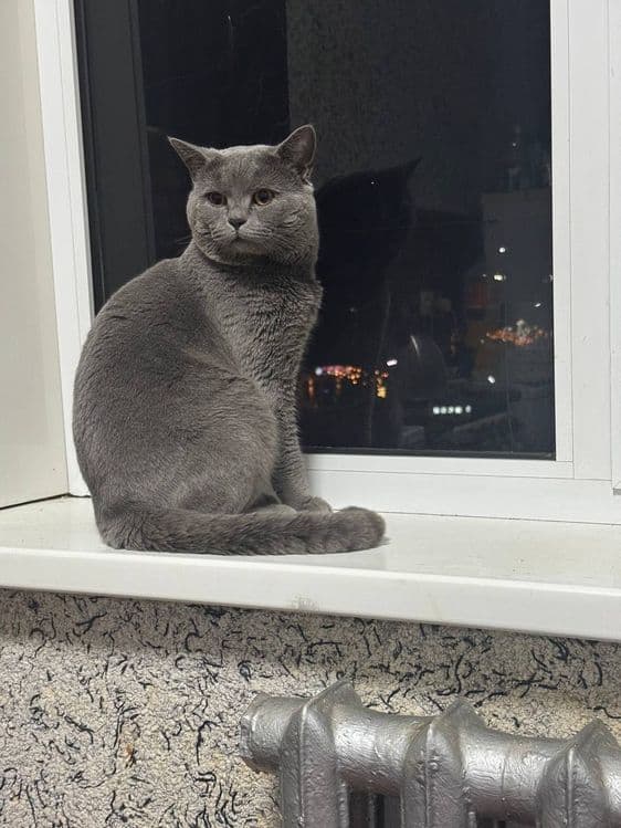 Вязка Британский кот — 1