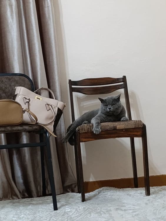 Вязка Британский кот — 4