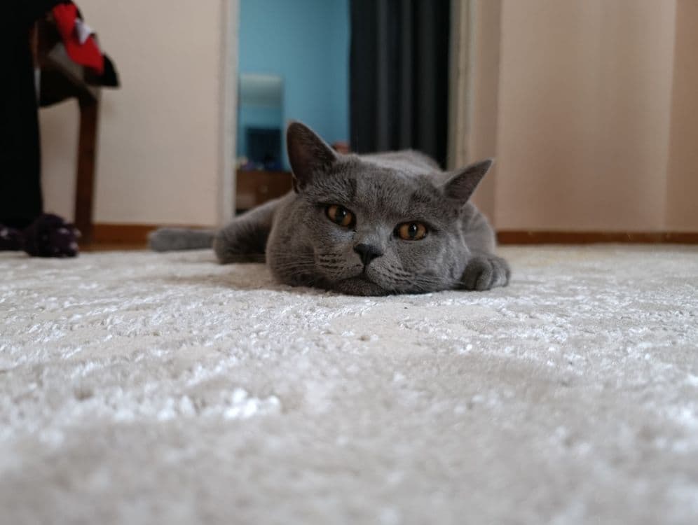 Вязка Британский кот — 5