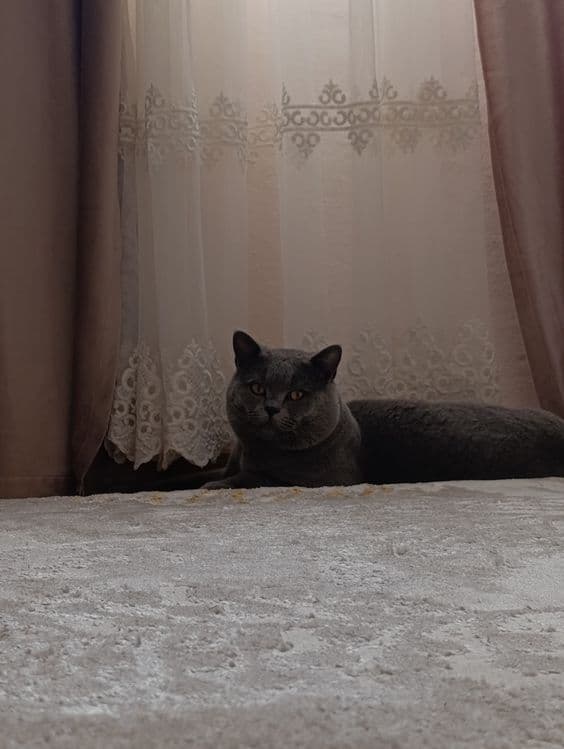 Вязка Британский кот — 6