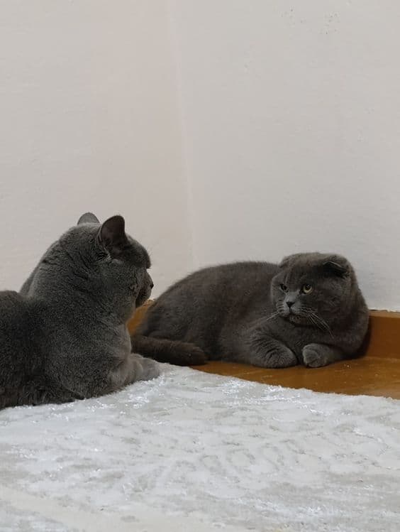 Вязка Британский кот — 7