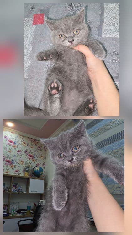 Страйт Мушукчалар сотилади — 4