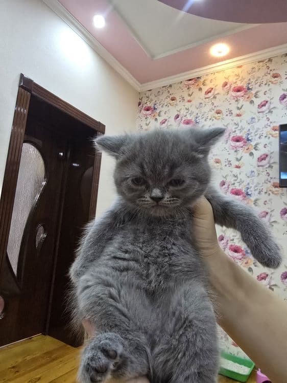 Страйт Мушукчалар сотилади — 5