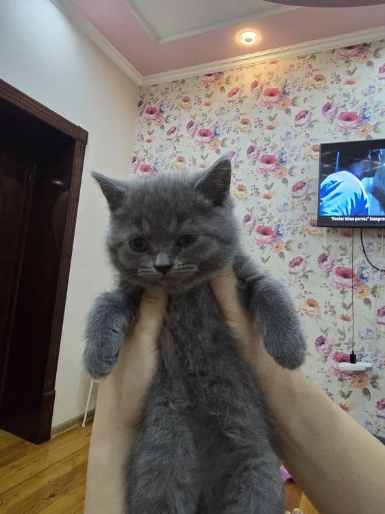 Страйт Мушукчалар сотилади — 6
