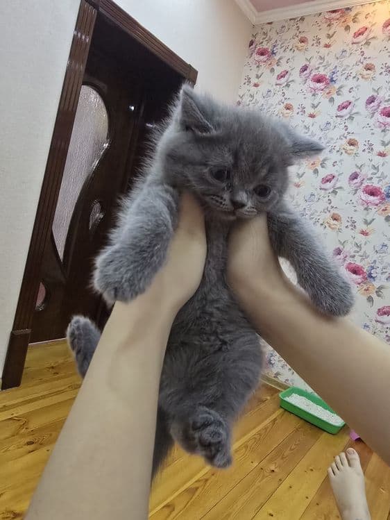 Страйт Мушукчалар сотилади — 7