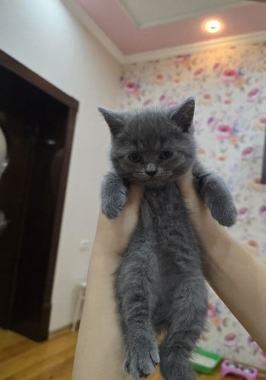 Страйт Мушукчалар сотилади — 8