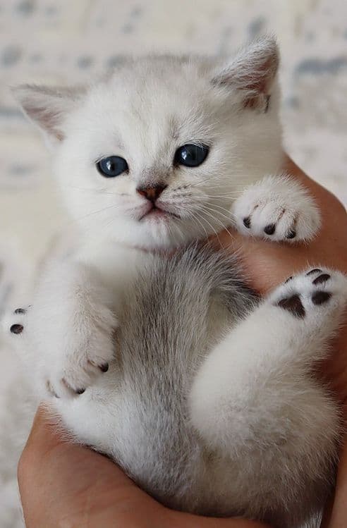 Sotiladi! Britanski shinshilla — 2