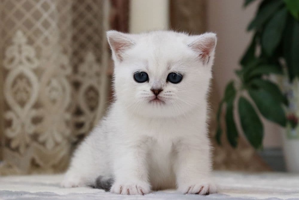Sotiladi! Britanski shinshilla — 4