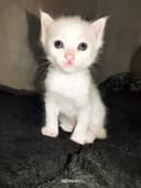 Turkish angora bir oyu ikki hafta