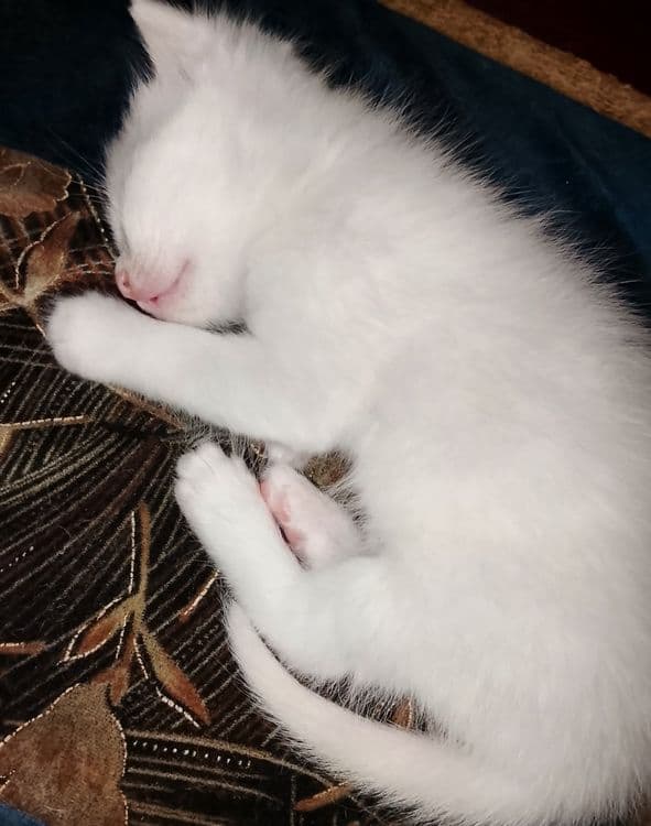 Turkish angora bir oyu ikki hafta — 2