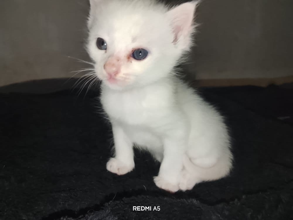 Turkish angora bir oyu ikki hafta — 3