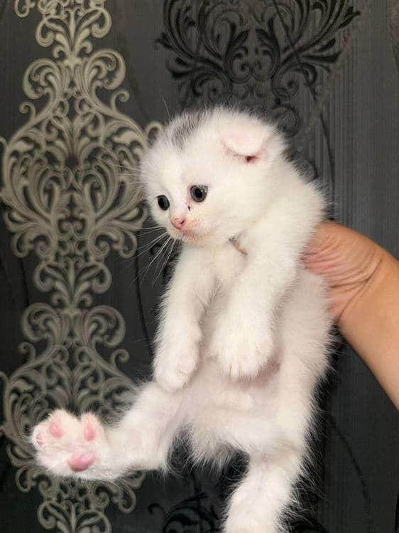 Сотилади скоттиш фолд киз хам угил хам бор — 2