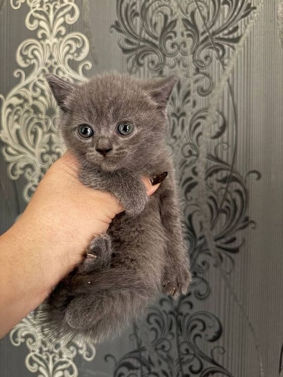 Сотилади скоттиш фолд киз хам угил хам бор — 3
