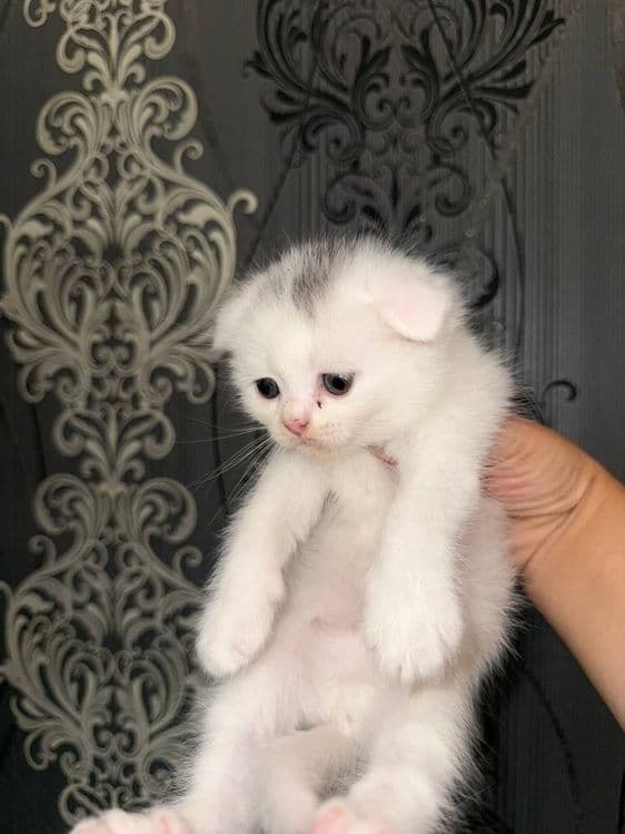 Сотилади скоттиш фолд киз хам угил хам бор — 4