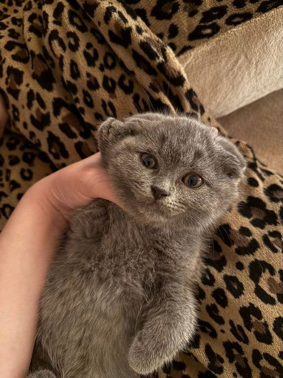 Сотилади скоттиш фолд киз хам угил хам бор — 5
