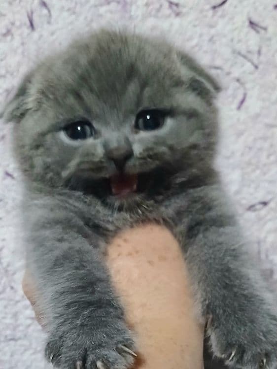Фолды и британцы котята — 2