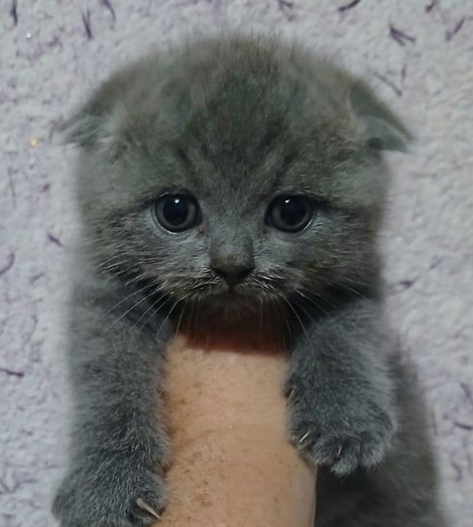 Фолды и британцы котята — 3