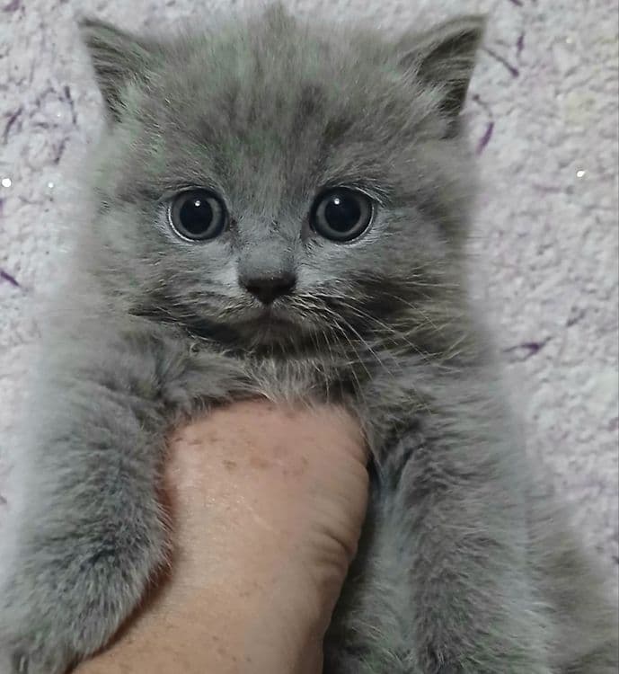 Фолды и британцы котята — 4