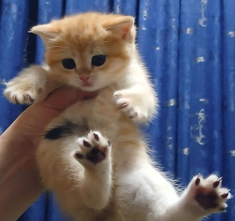 Фолды и британцы котята — 6