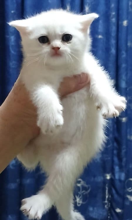 Фолды и британцы котята — 7