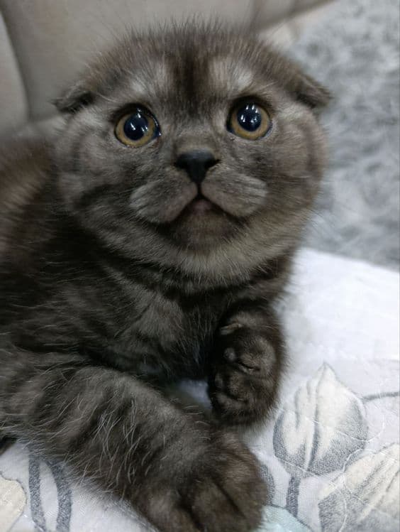 Scottish fold, Otasi British Shorthair Silver, — 1