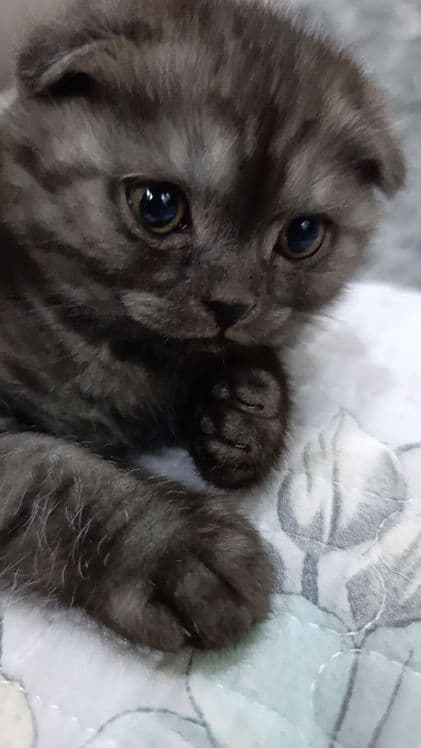 Scottish fold, Otasi British Shorthair Silver, — 2