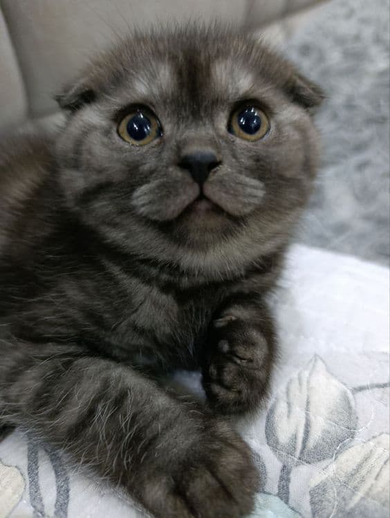 Scottish fold, Otasi British Shorthair Silver, — 3