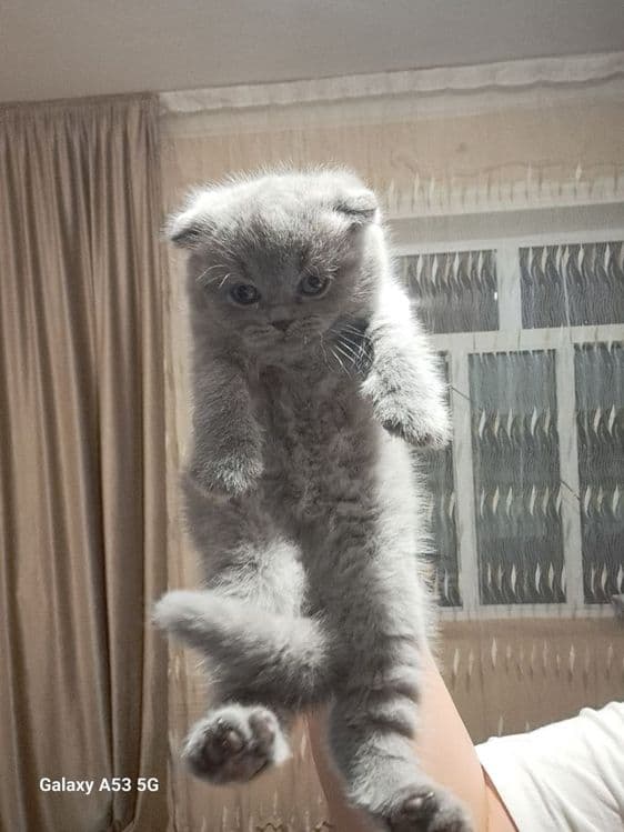 Продам шикарных шотландев — 3